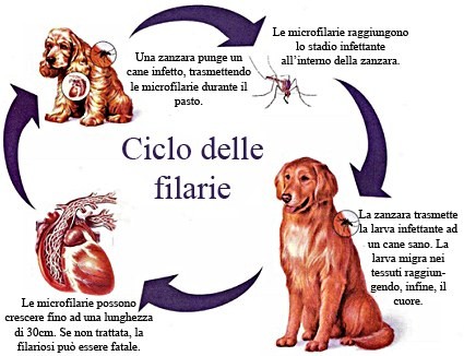 Prevenzione filaria 2026